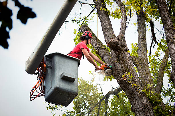 Best Hedge Trimming  in Lake Fenton, MI